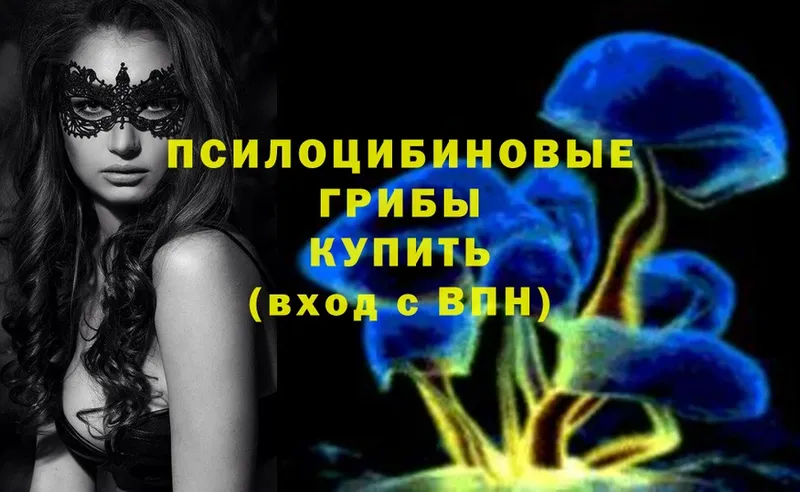 блэк спрут   Калининск  Псилоцибиновые грибы Magic Shrooms 