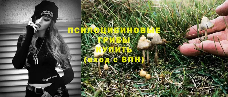 Псилоцибиновые грибы Psilocybine cubensis Калининск